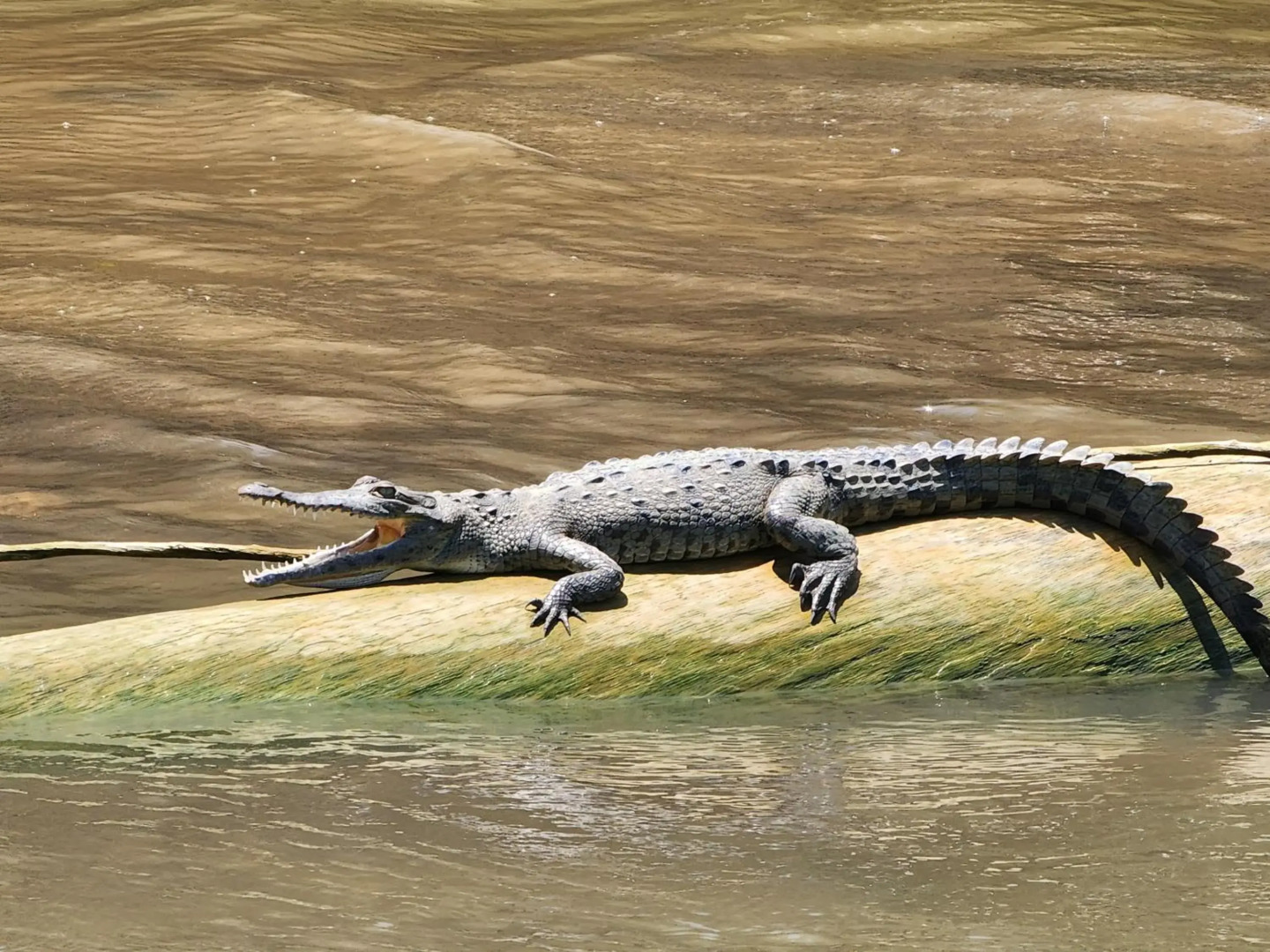 Departamento 7 Tortuguero