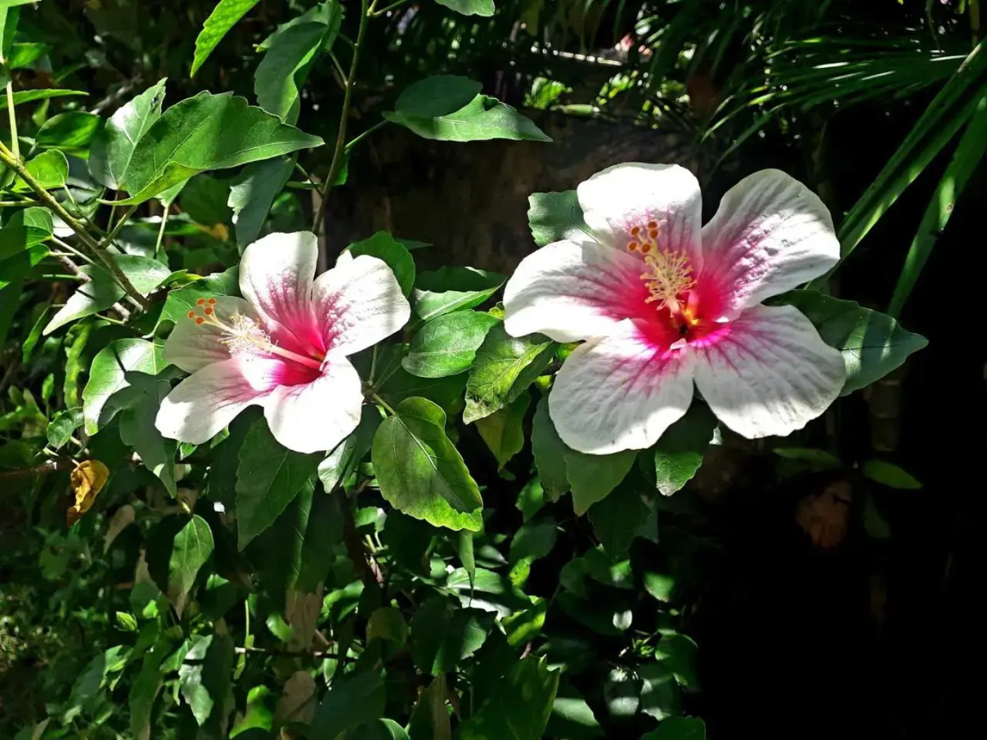 Vivaresidence Homestay