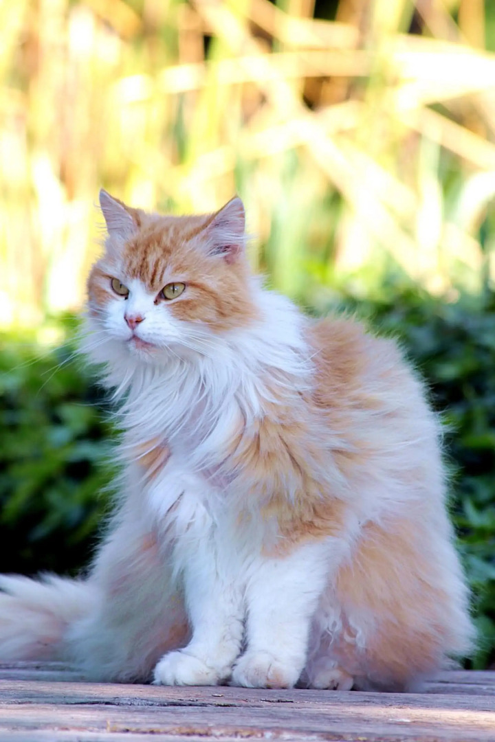 Petit Hotel Es Figueral