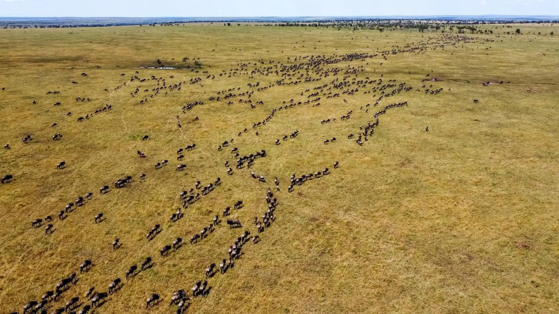 Zebra Kemang'ore Bush Tented Lodge