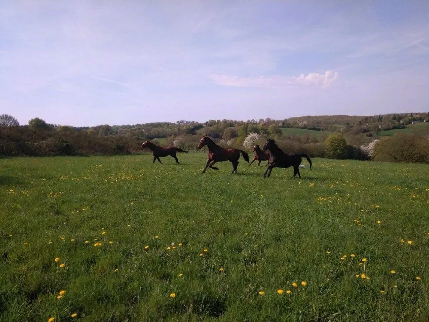 Haras De La Croix D'argent