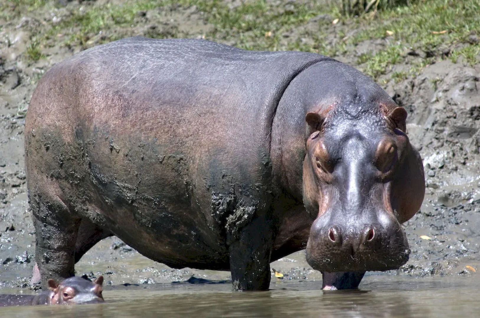 Sanctuary Saadani River Lodge