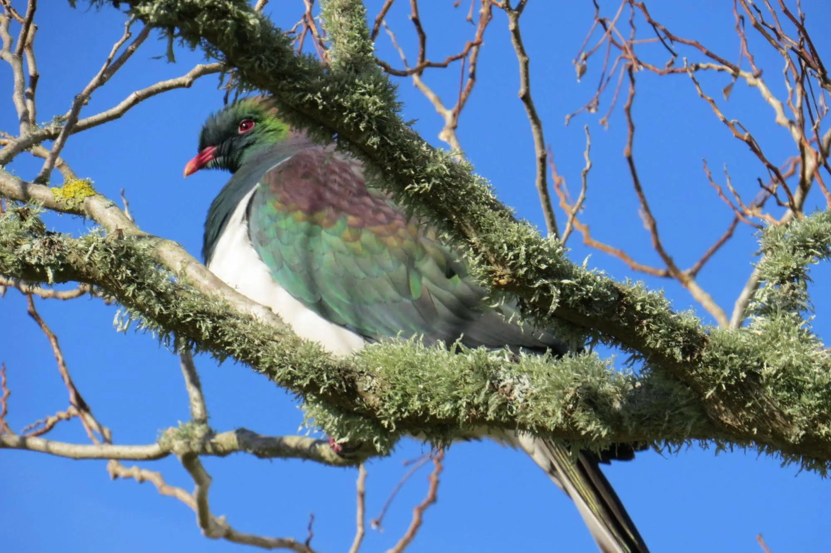 Westwind Homestay B & B