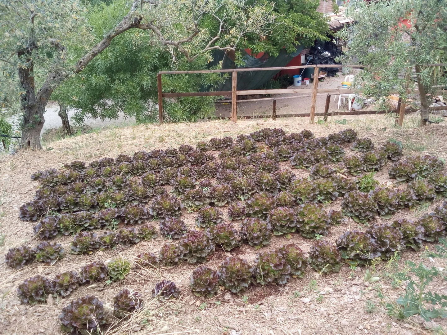 Agriturismo Al Poggetto