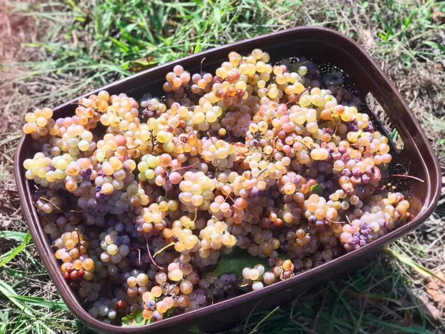 Barnavela Hotel  Wine cellar