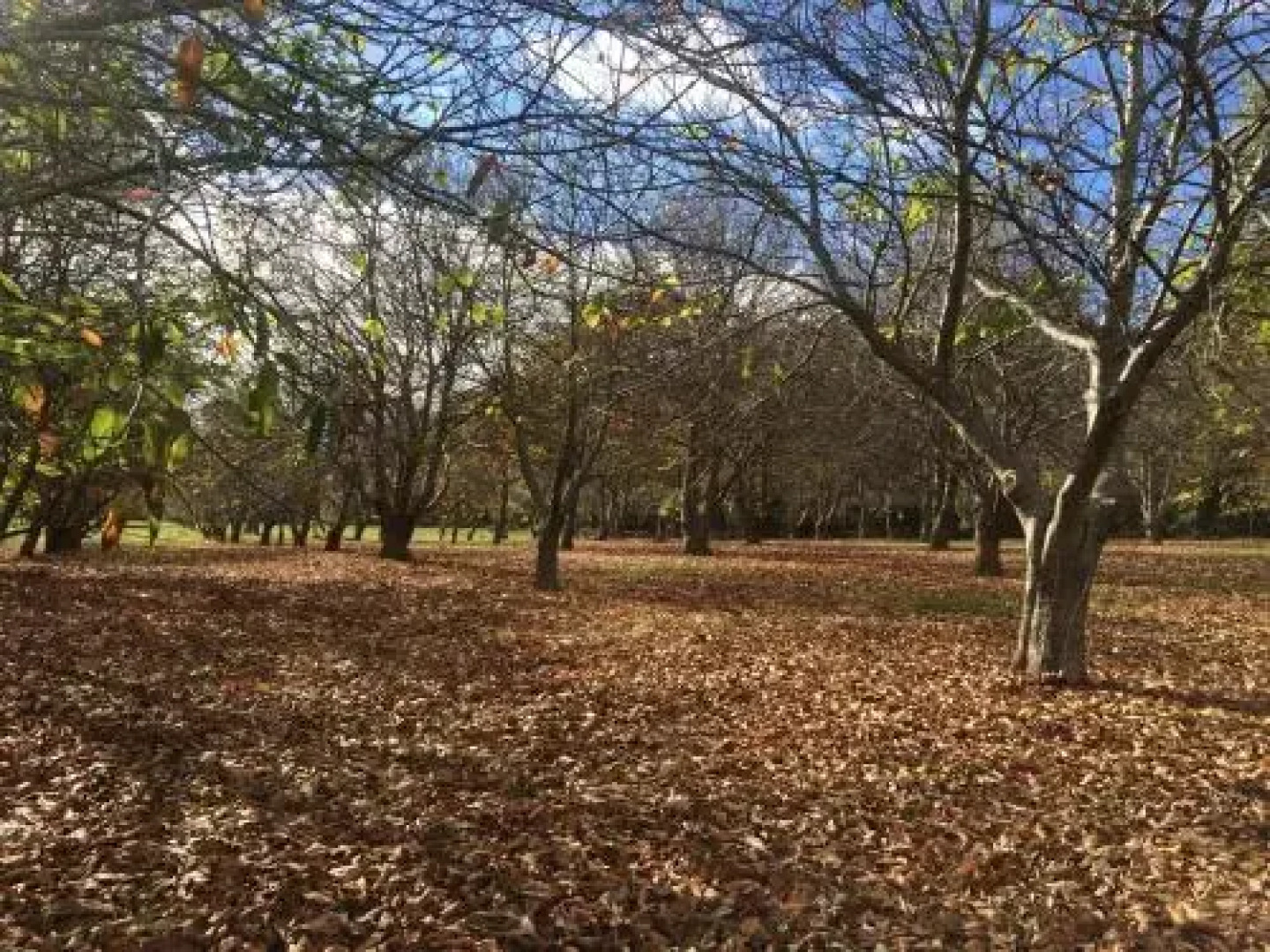 Chestnut Brae Farmstay