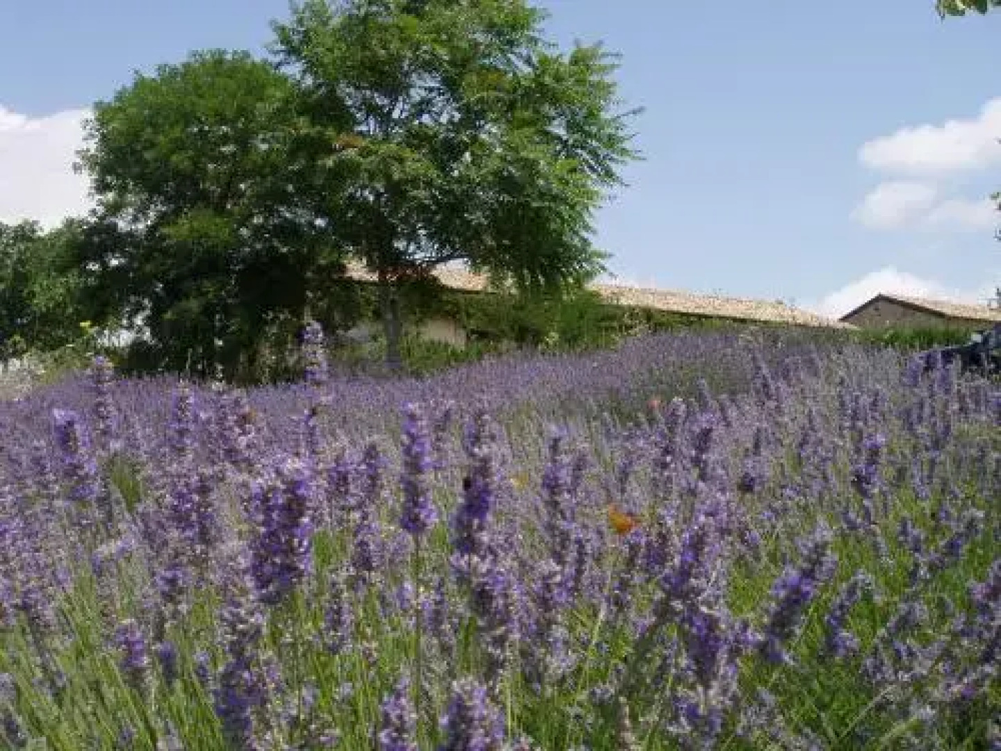Carrera Della Regina