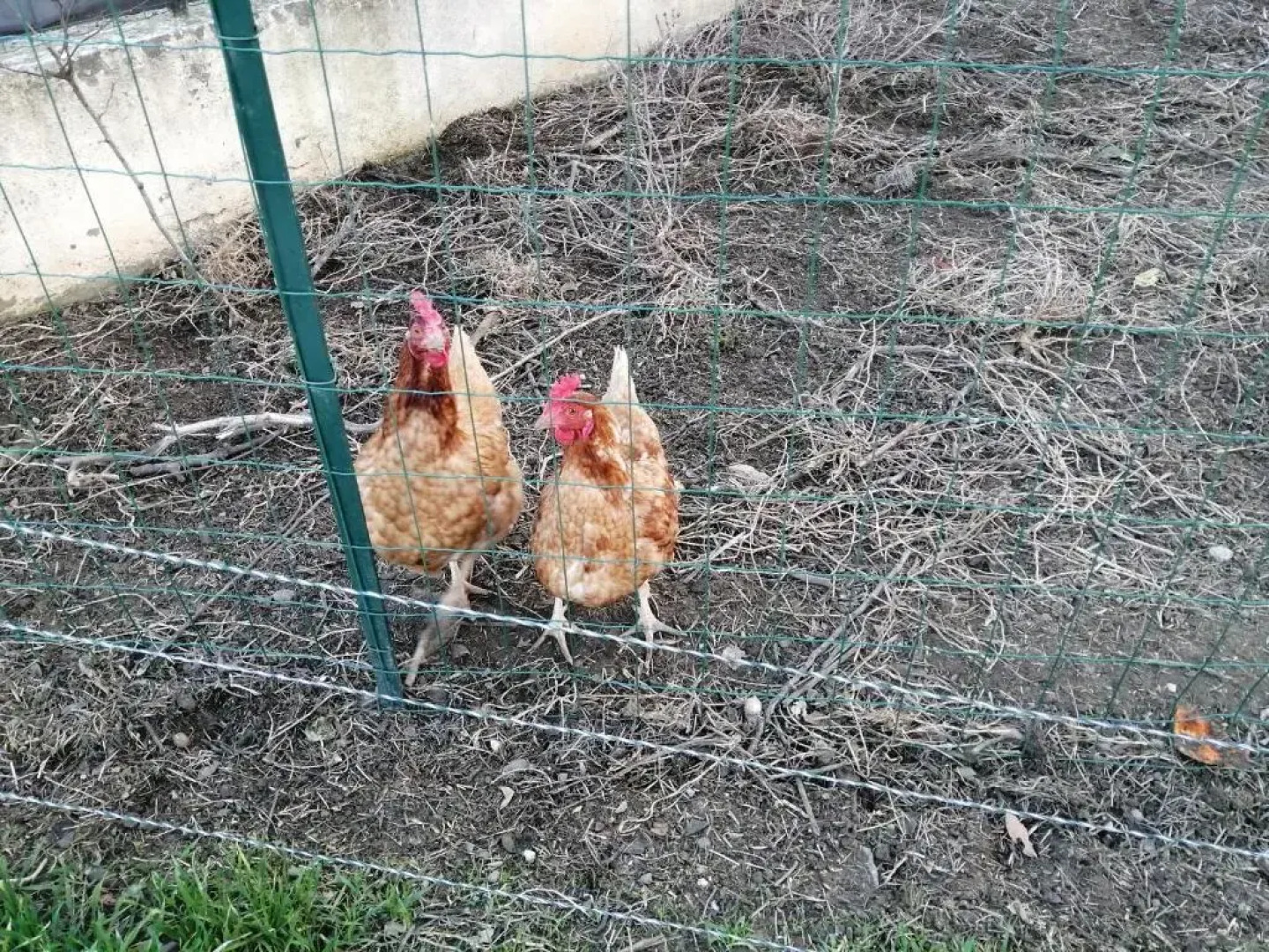 Studio et piscine au sel