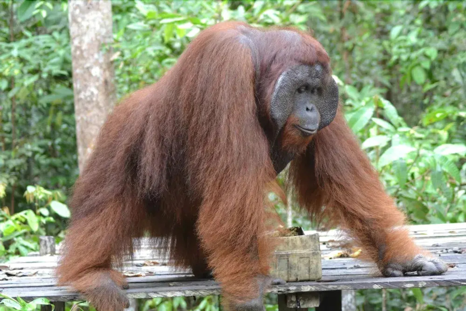 Arut Riverside Orangutan Guest house