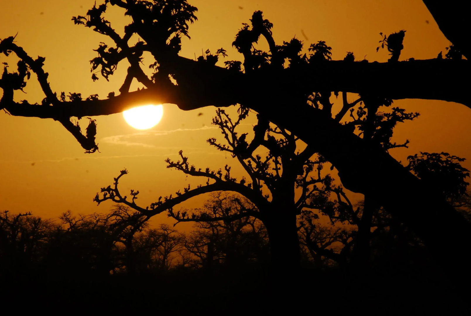 Baobab Soleil