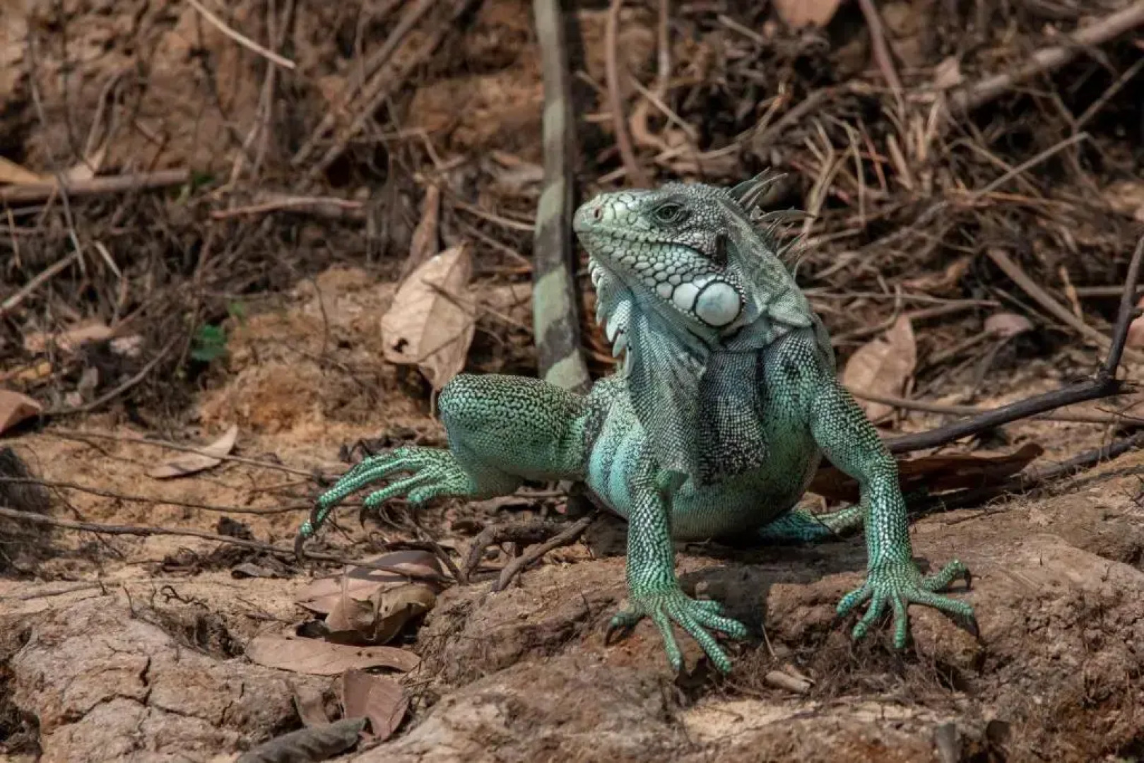 Lontra Pantanal Hotel