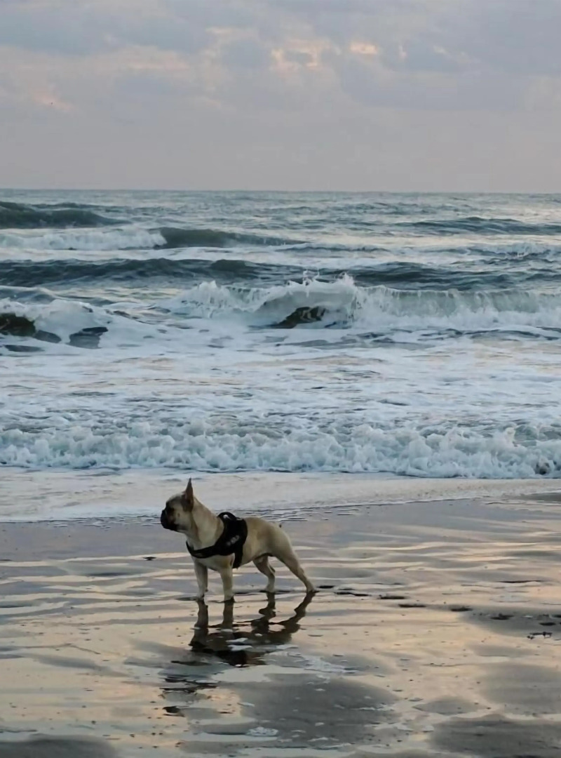 Les Rives du Lac - INH 31277