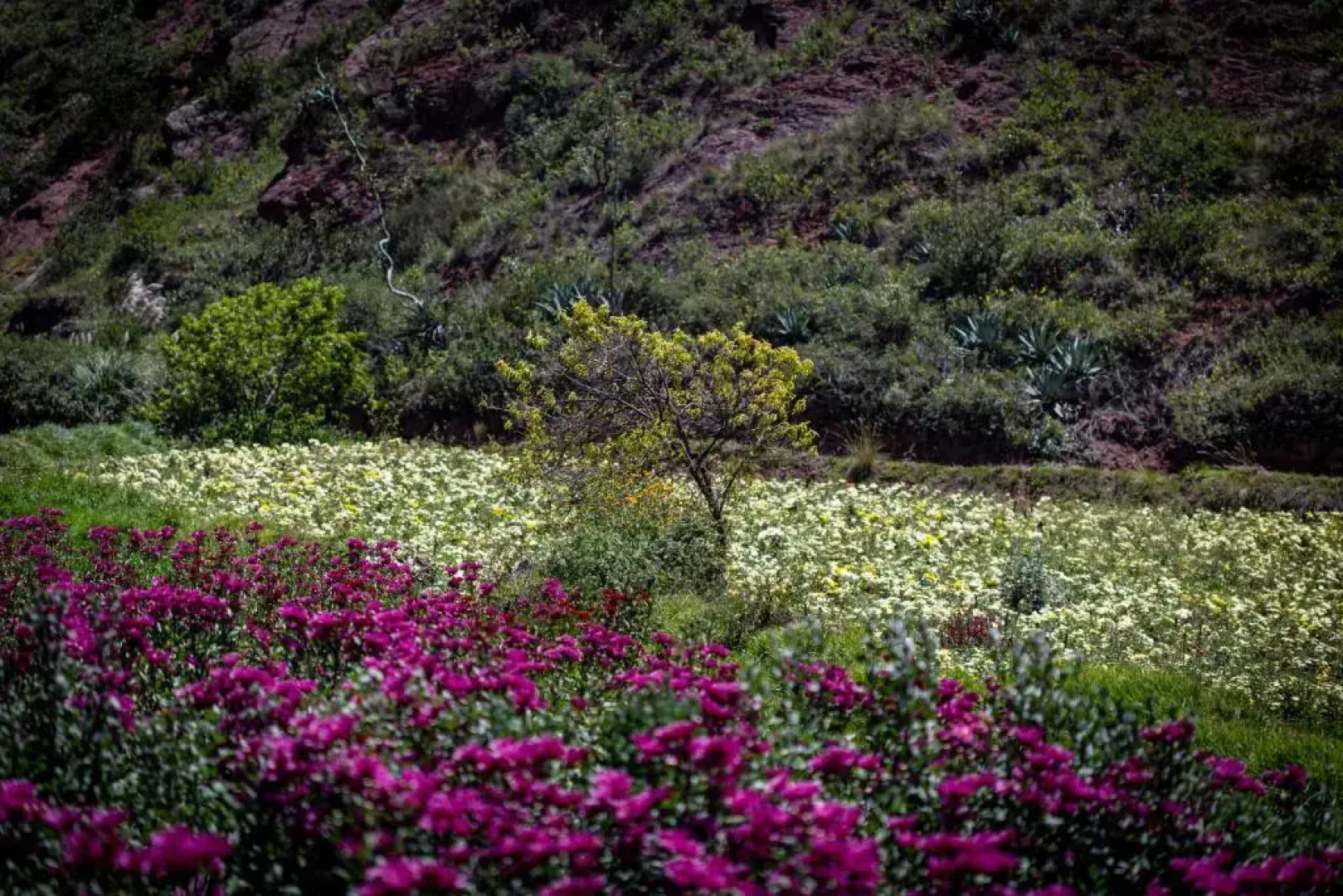 LP Los Portales Tarma