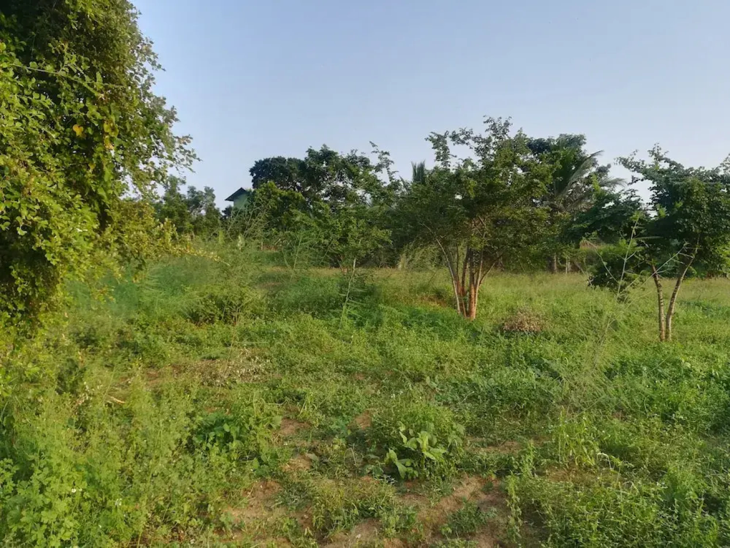 Wild eco safari