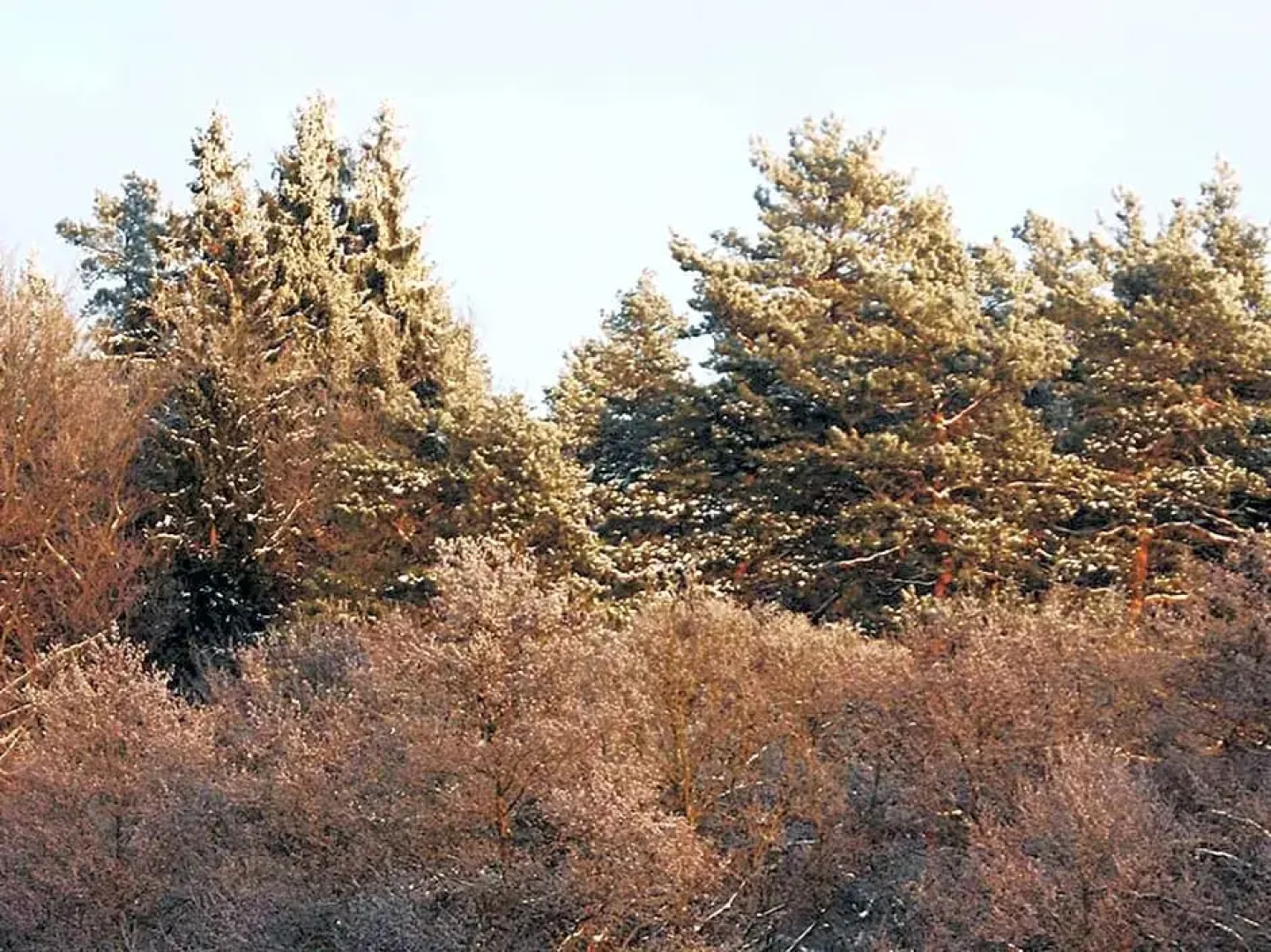 Mazurja