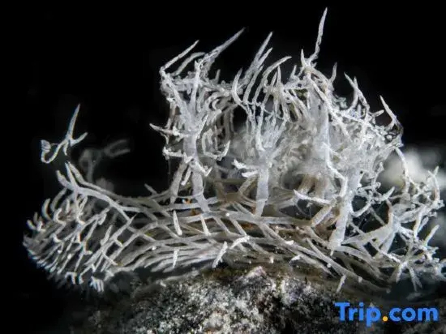 The Three P Beach Resort & Dive Center