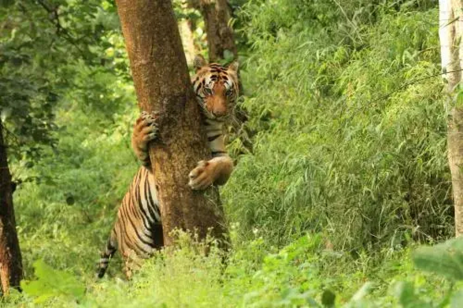 Singinawa Jungle Lodge Kanha