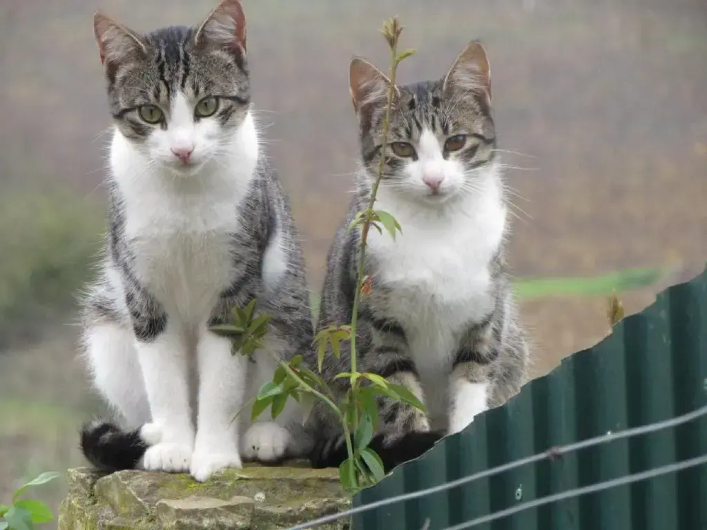 Quinta Sobral Prestige