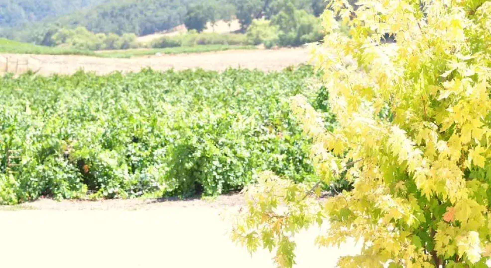 Villa Vino at Poalillo Vineyards