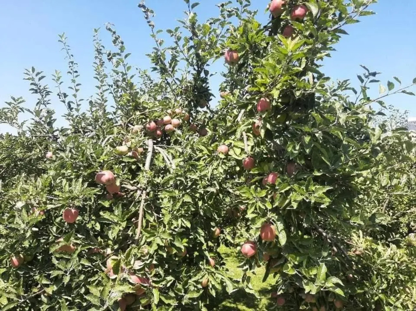 Chkalovka guest house with Sevan view