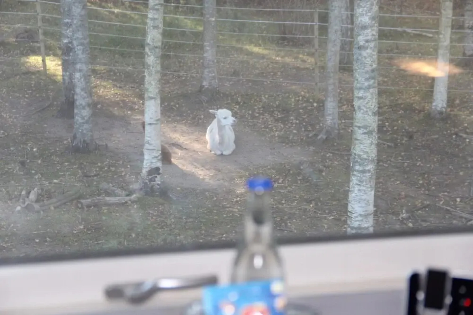 Norrängens Alpacka - Bed & Breakfast