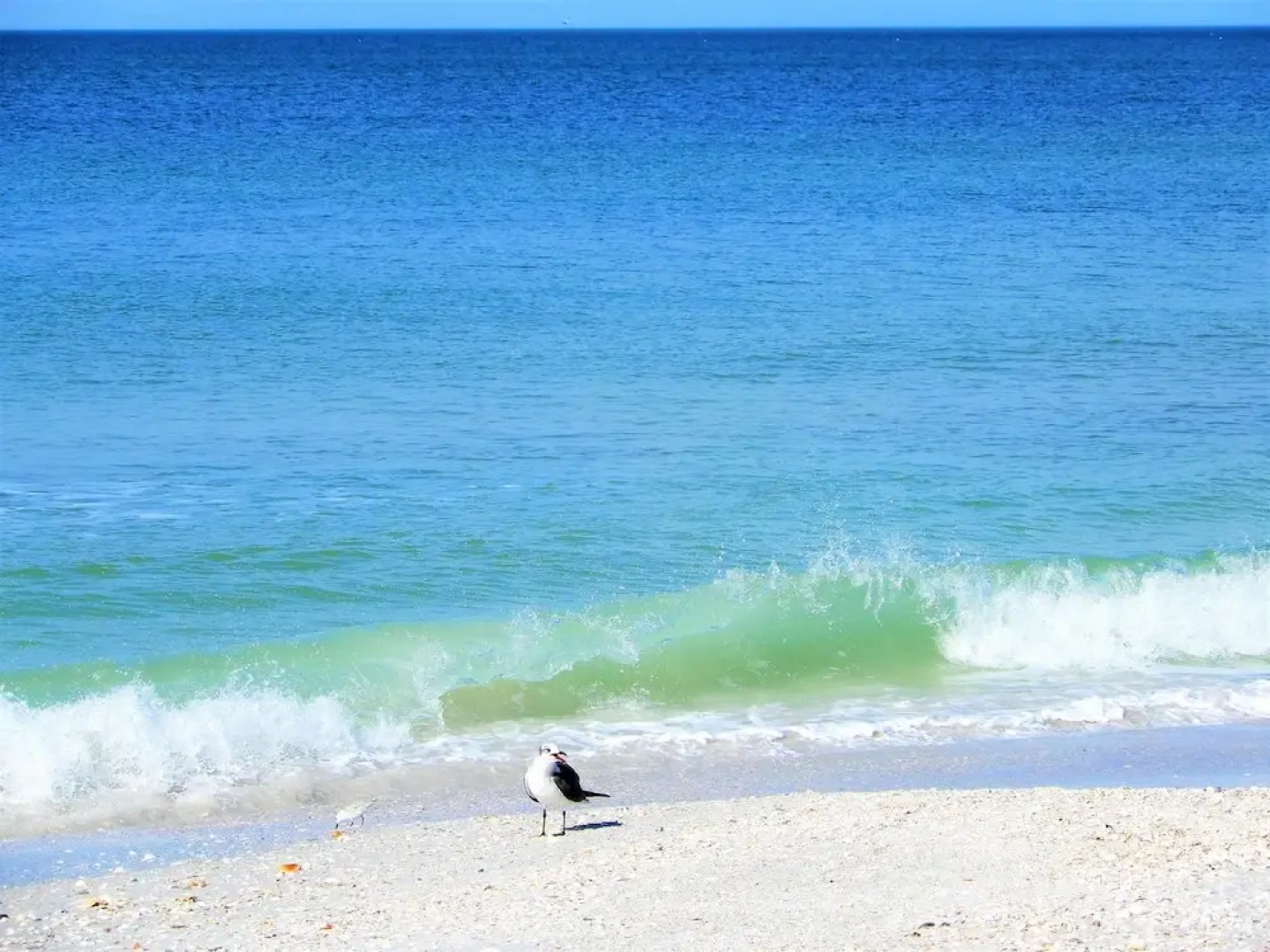 Indian Rocks Beach Pelican Vacation Rentals by TechTravel