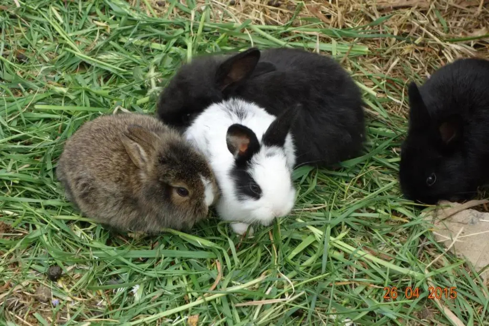 Urlaub am Bauernhof Unger