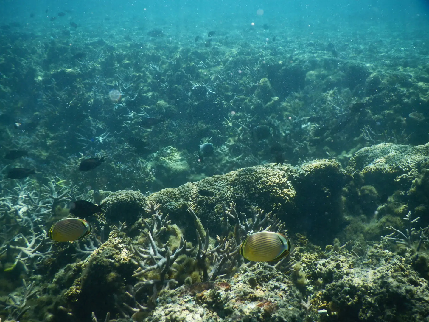 Stevenson's at Manase