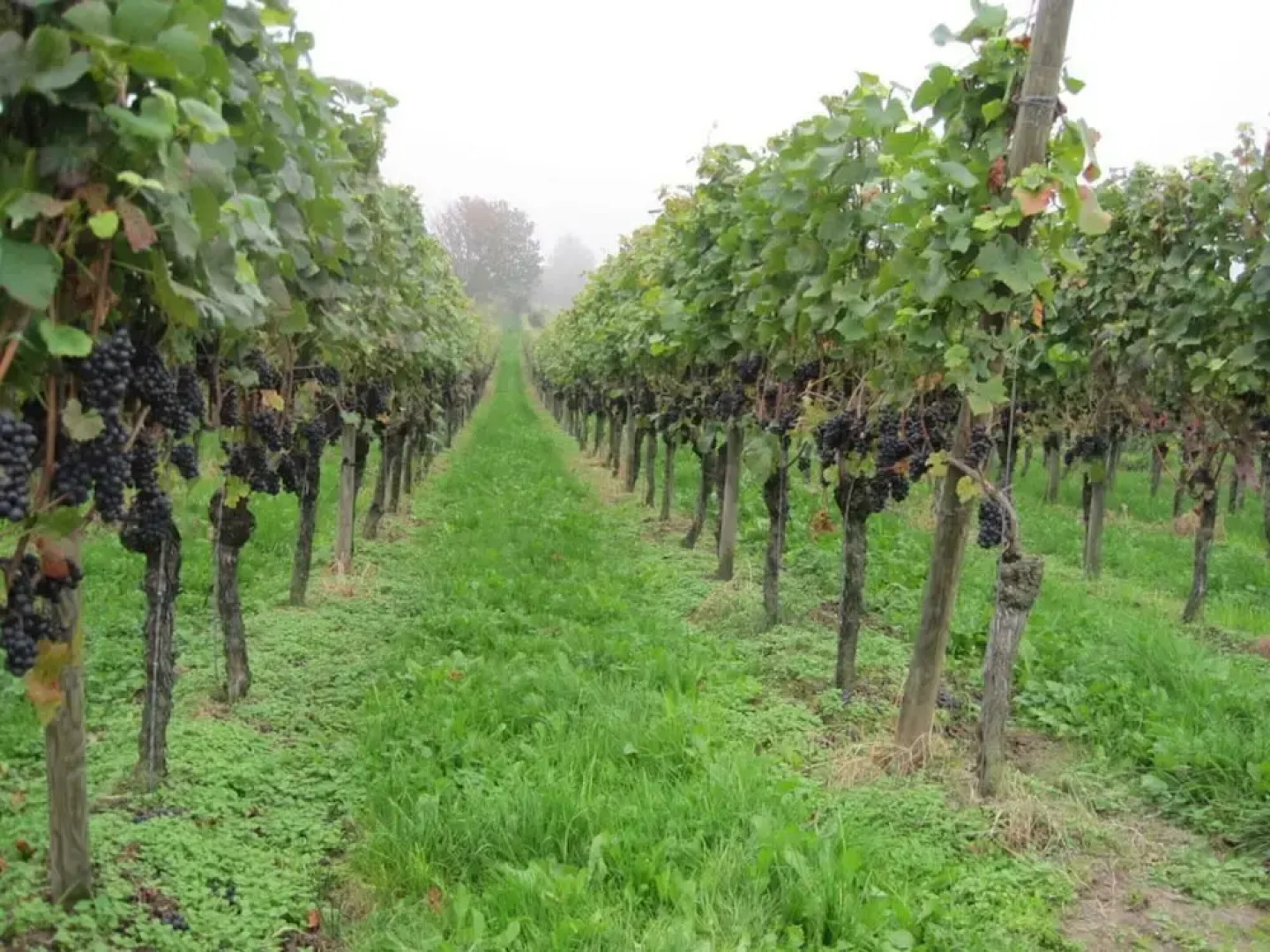 House Schwarzwaldblick Ettenheim