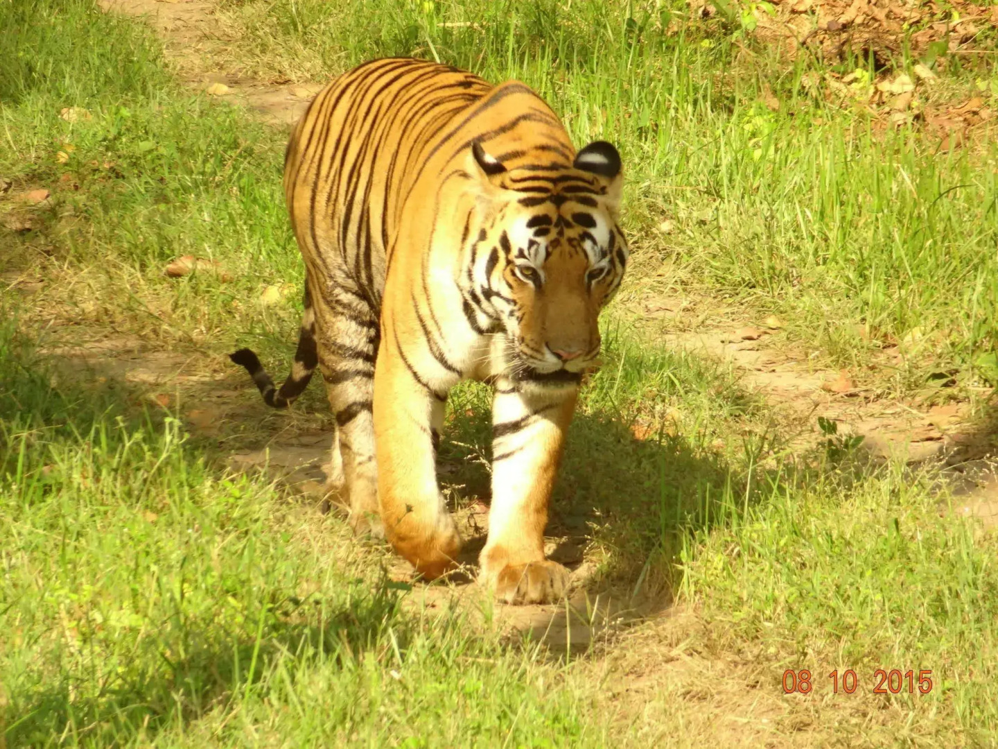 Windsor Tiger Resort