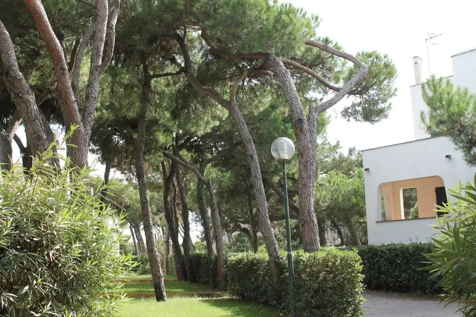 Giulivo A2