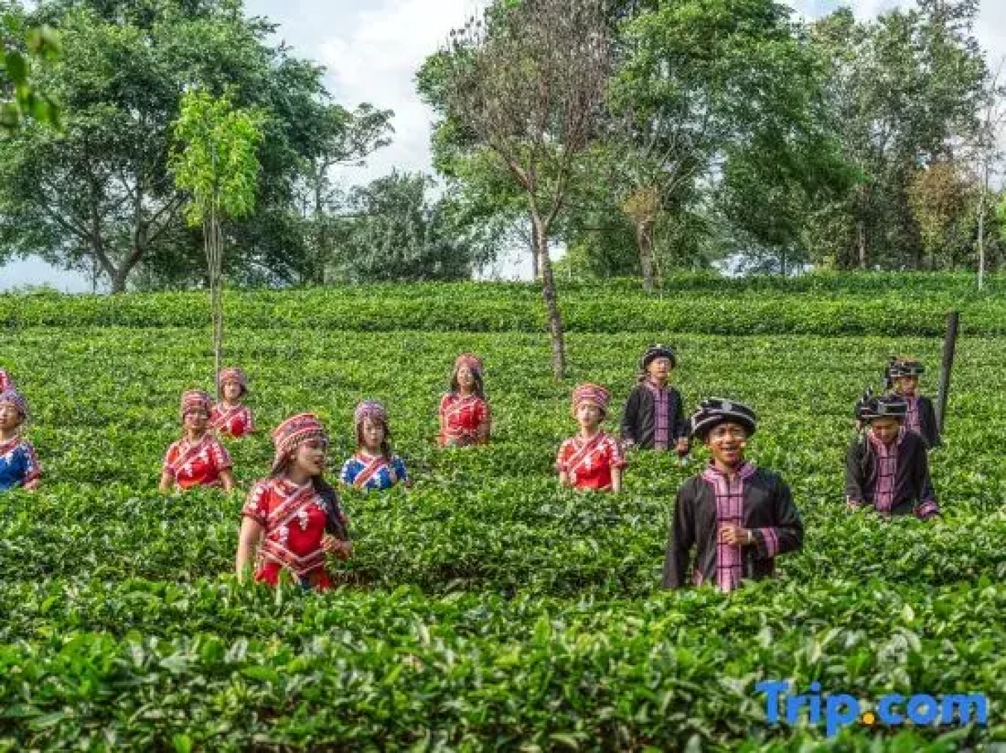 Pu'er Tea Garden Resort Hotel(Pu'er Tea Expo Garden)