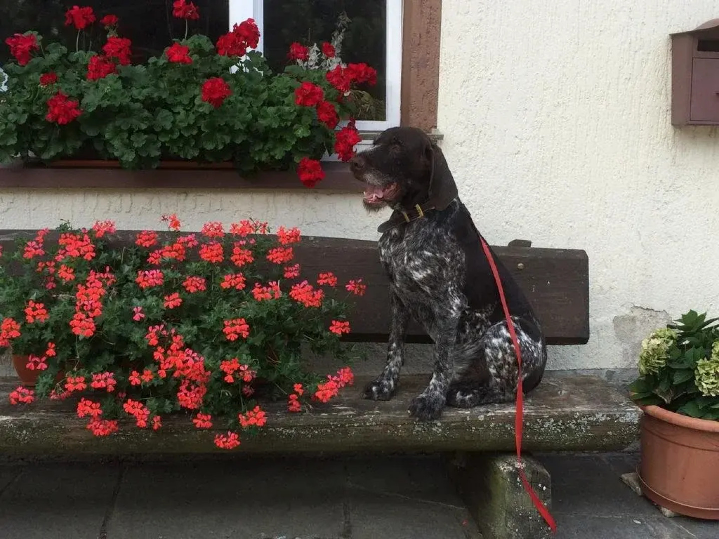 Pension Silberdistel