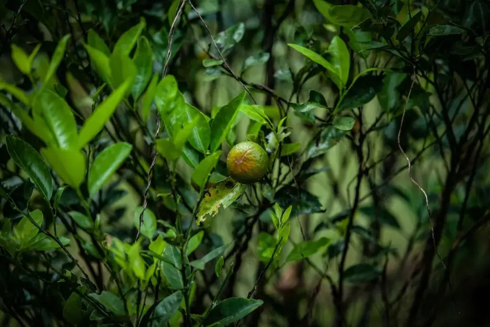 Shambala Resort & Spa By Sparsa