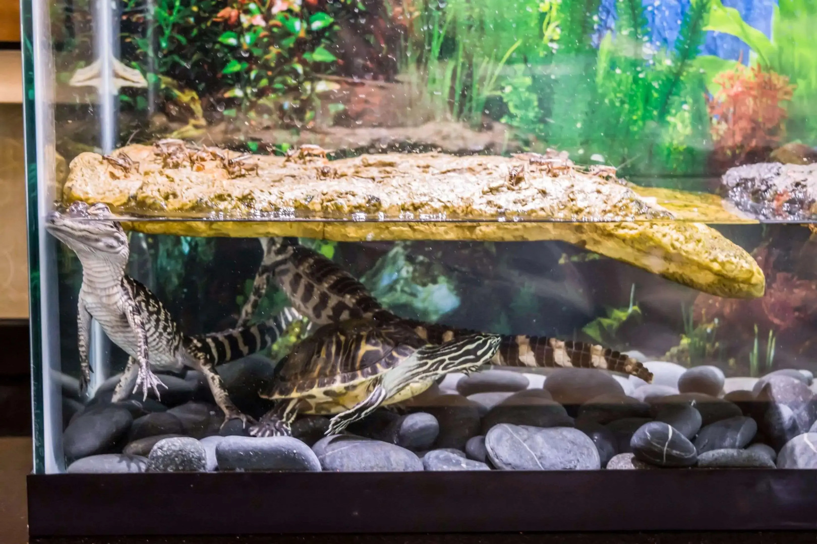 Comfort Suites Palm Bay - Melbourne