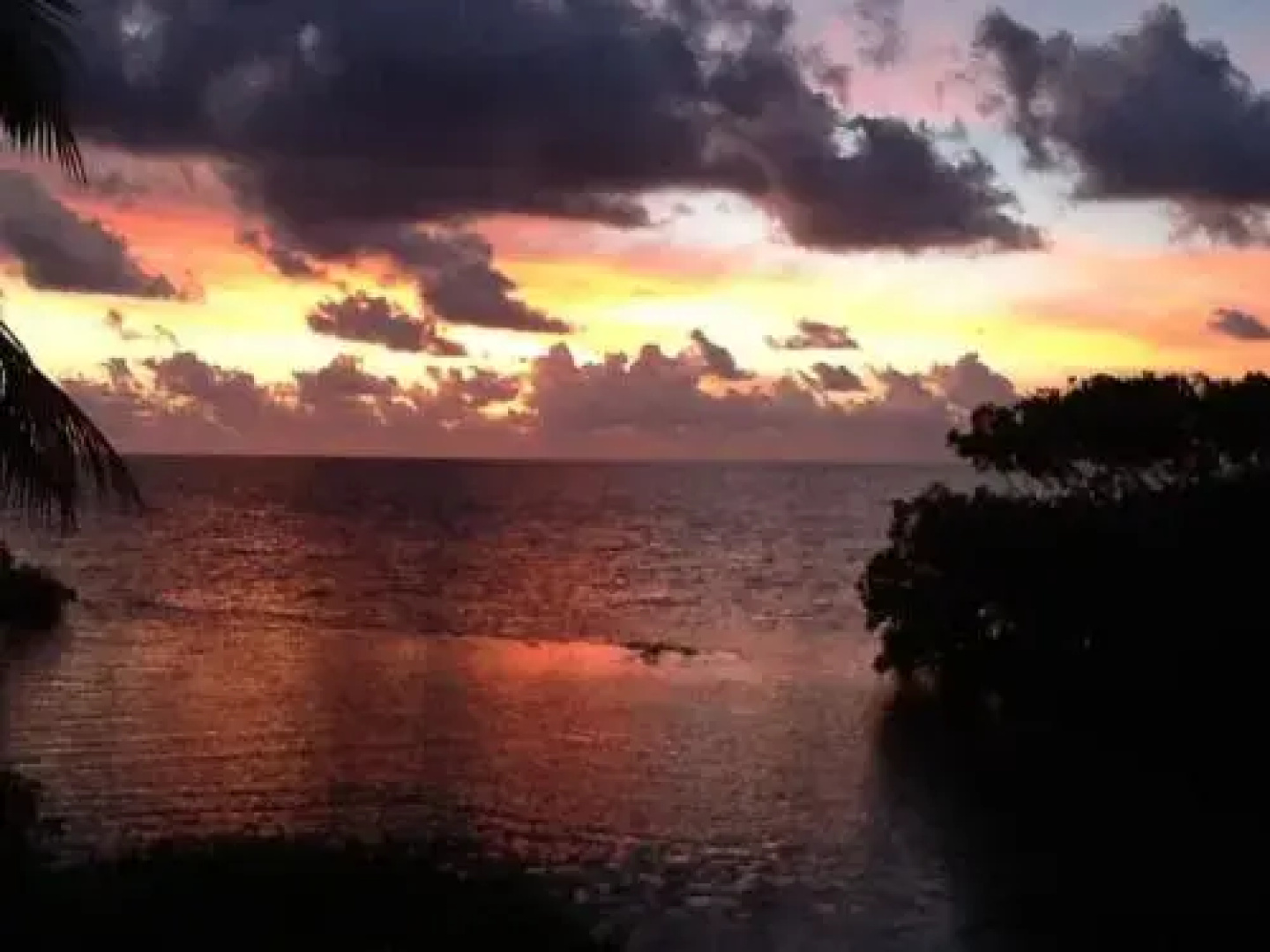 coconut grove