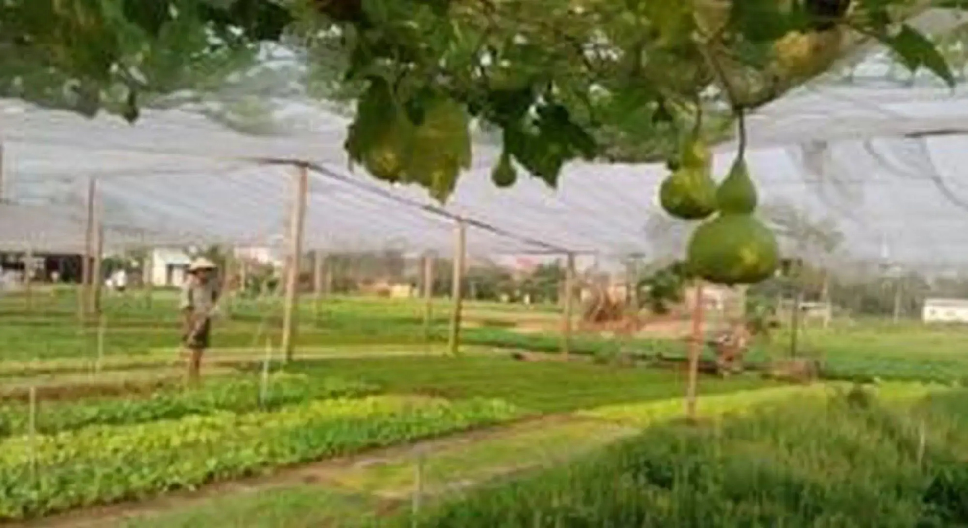 Pomelo Garden Boutique Villa