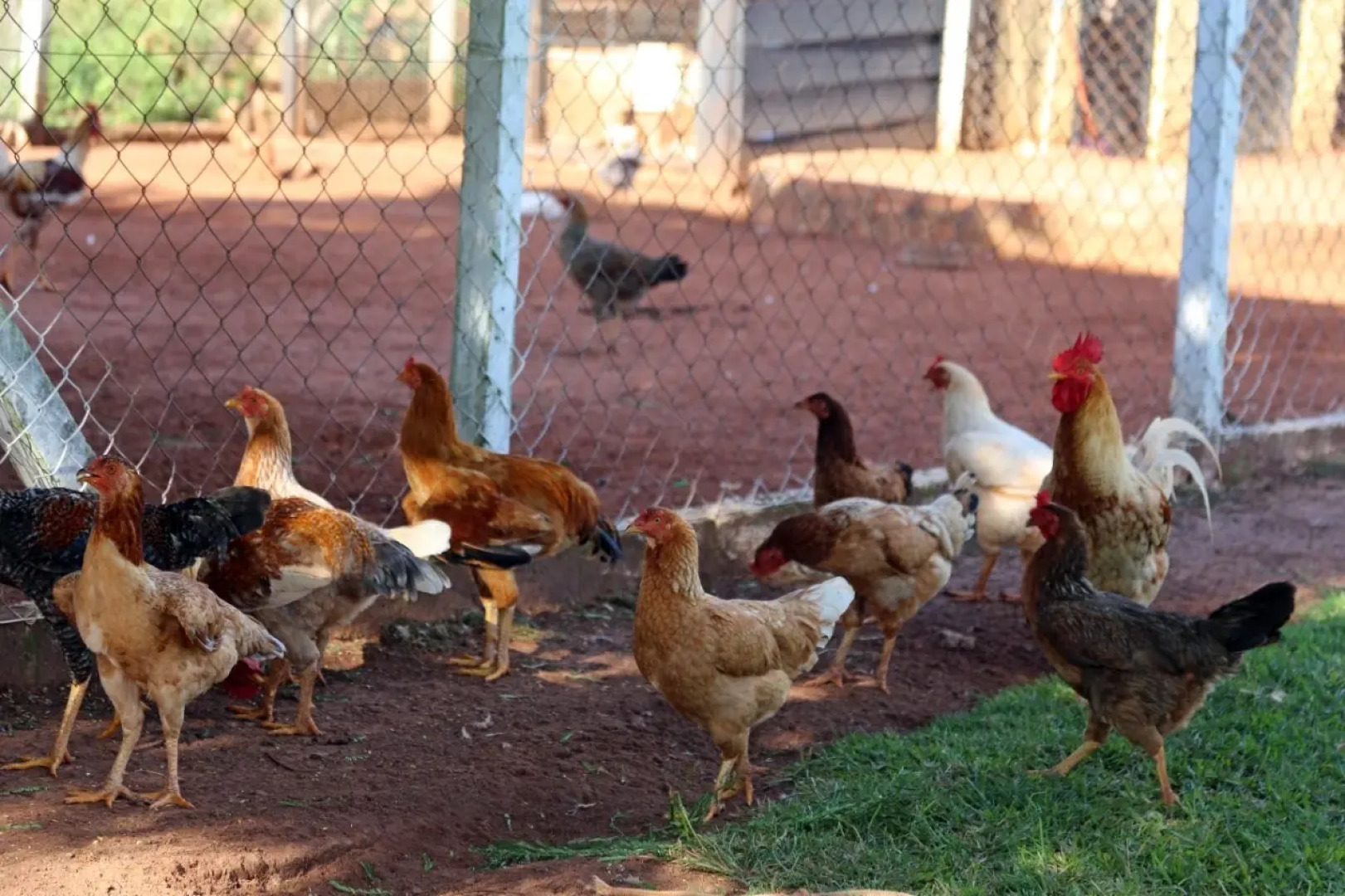 Pousada Tropical Vereda