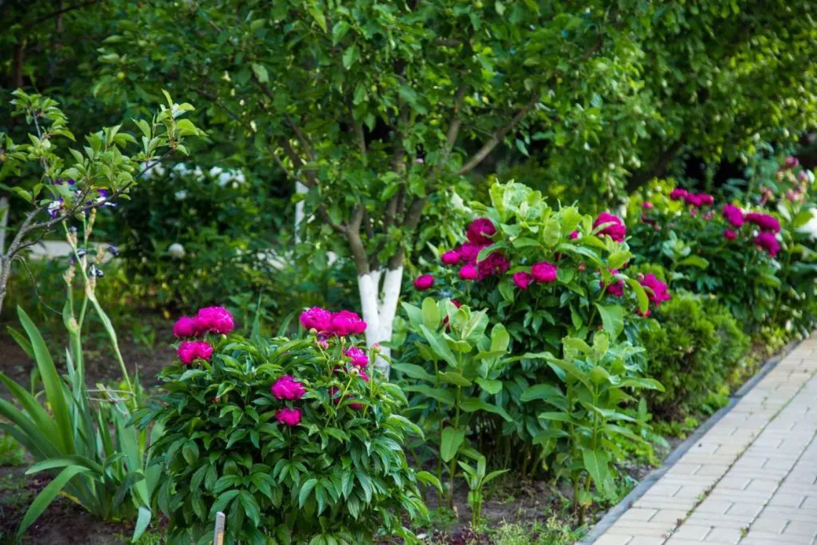 Отель «Диана Люкс»