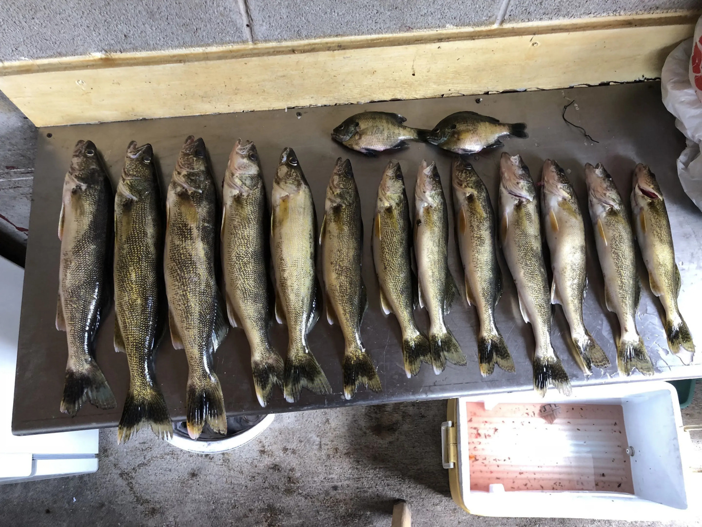 The Landing on the Wolf