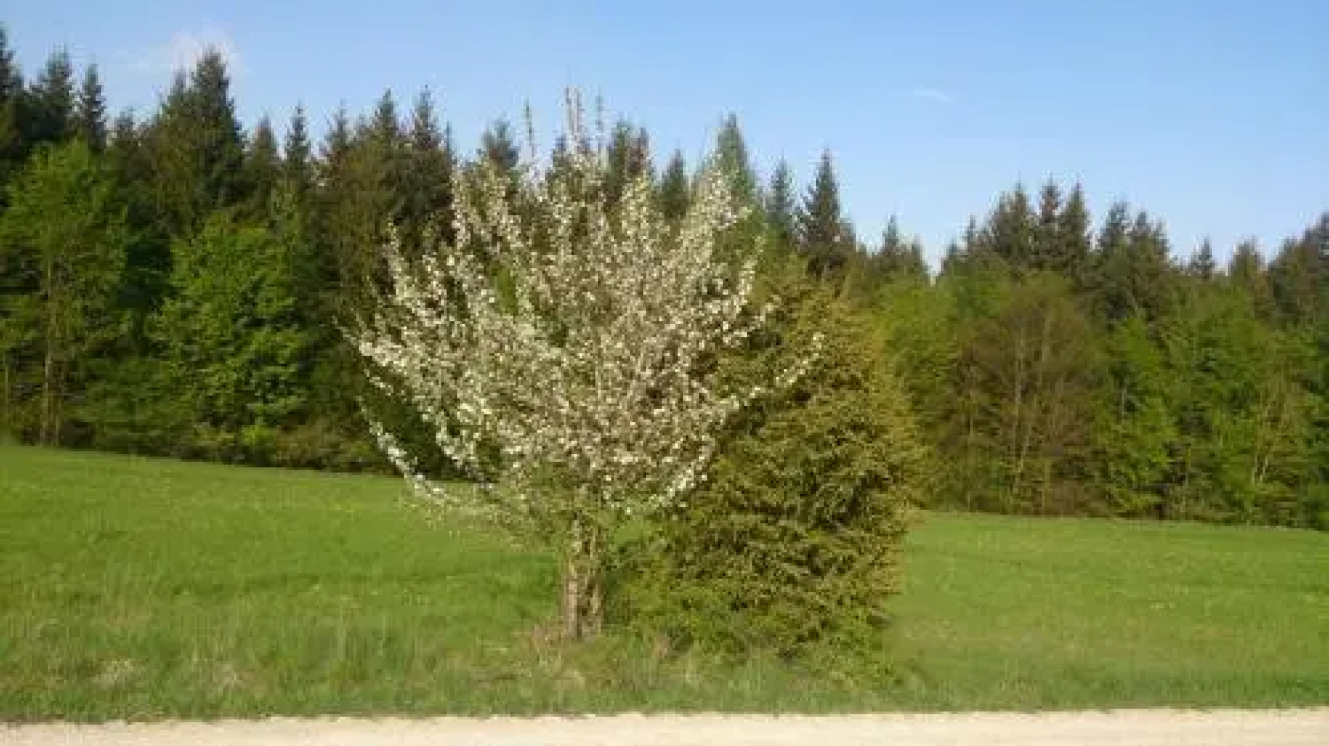 Berghaus Knopfmacher