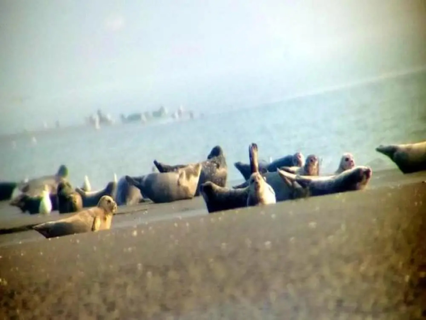 House With one Bedroom in Cayeux-sur-mer, With Enclosed Garden and Wifi