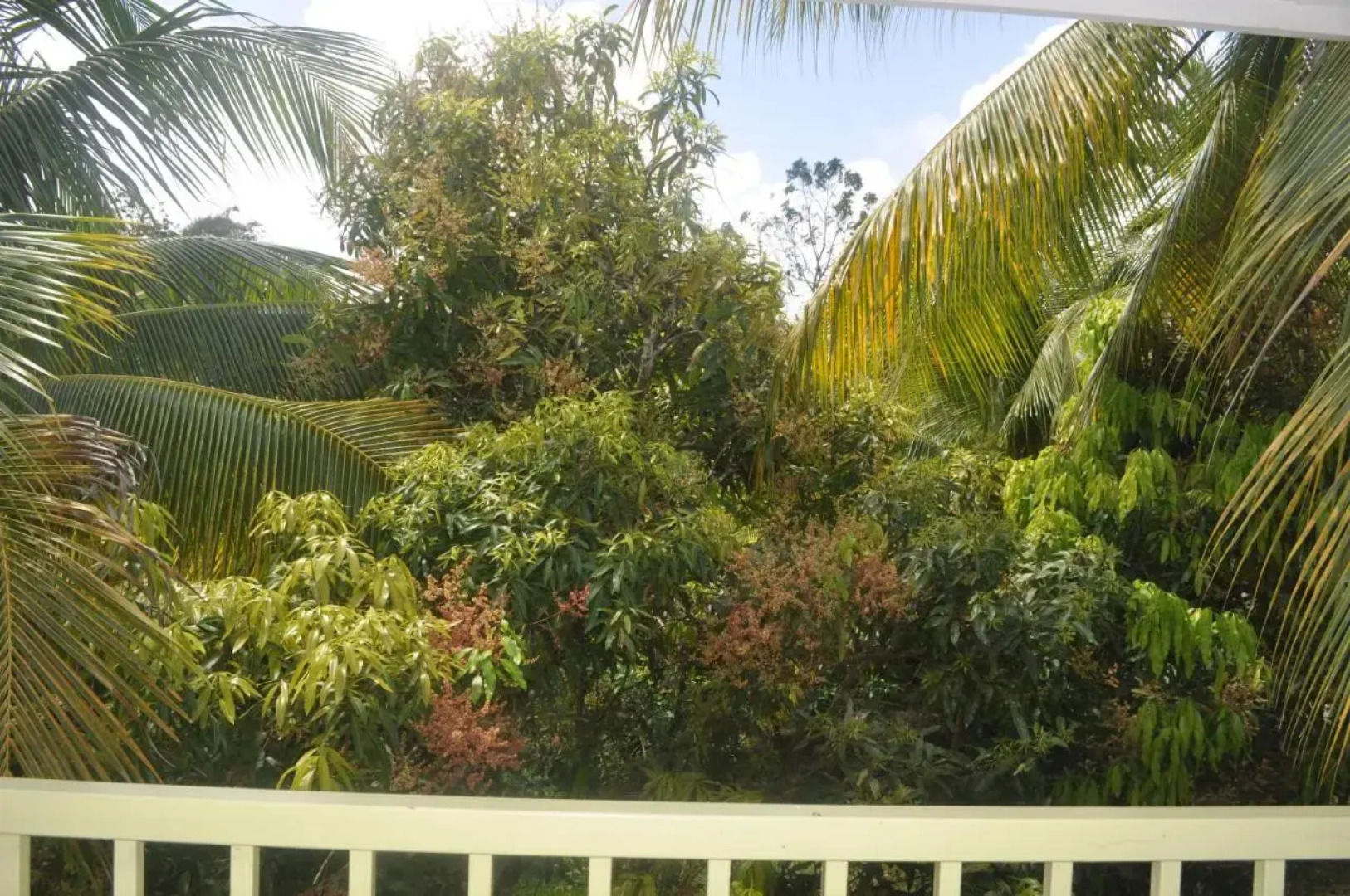 The Leatherback Lodge