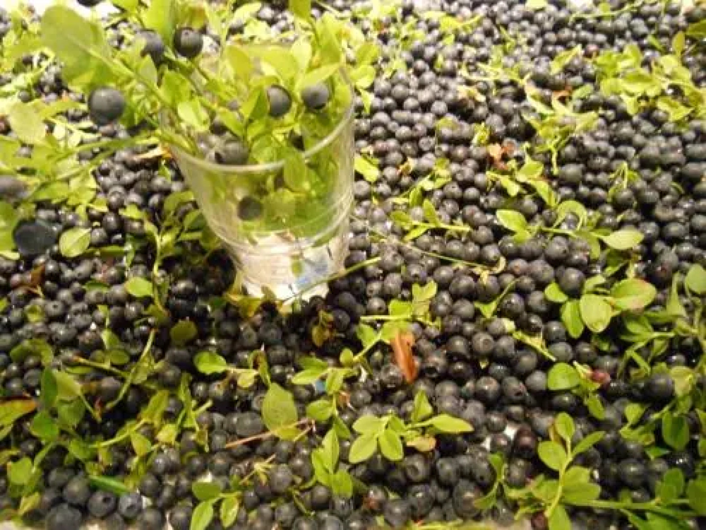 Lakehouse Saimaa B&B