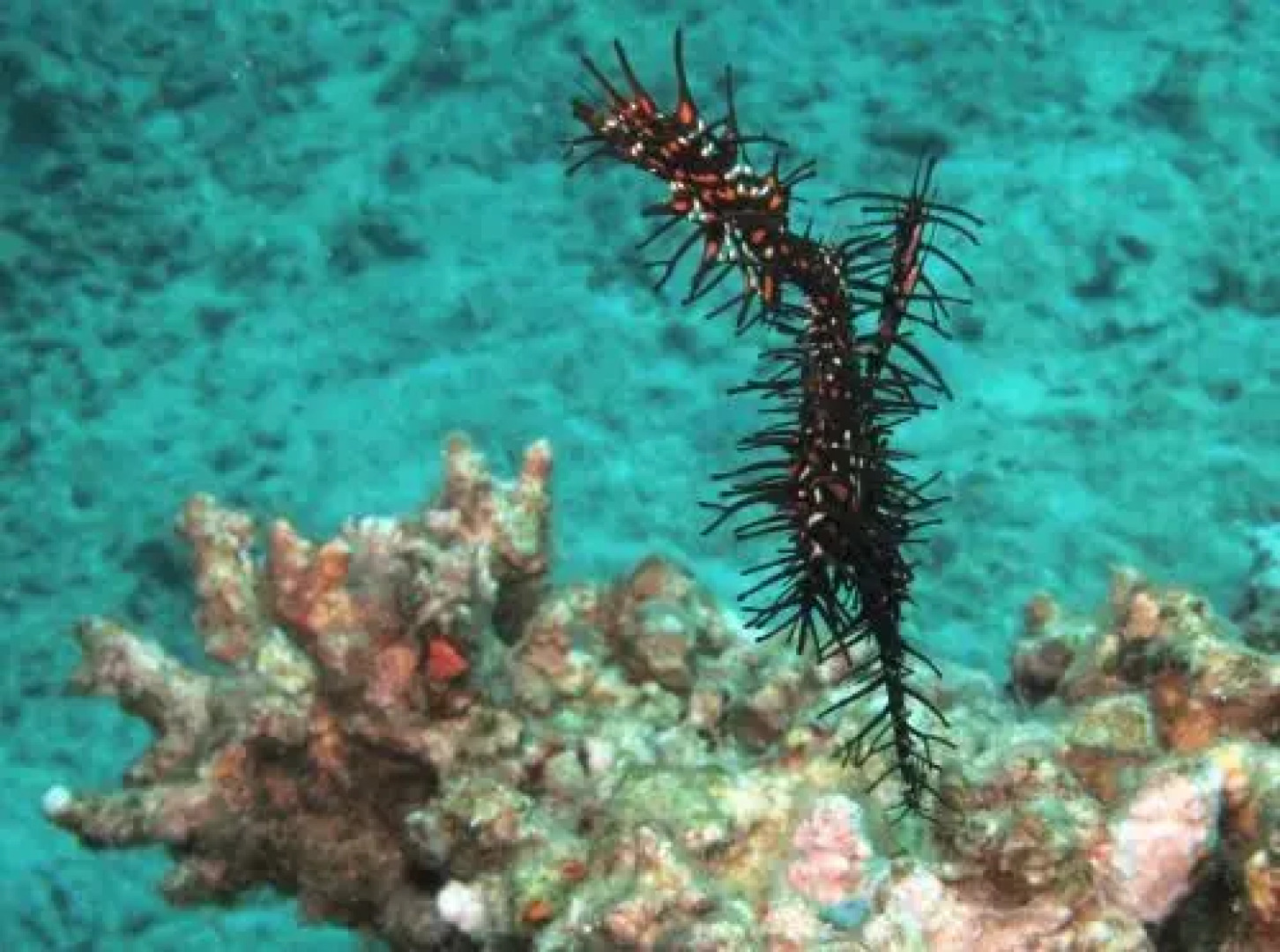 Gunung Mas Pemuteran