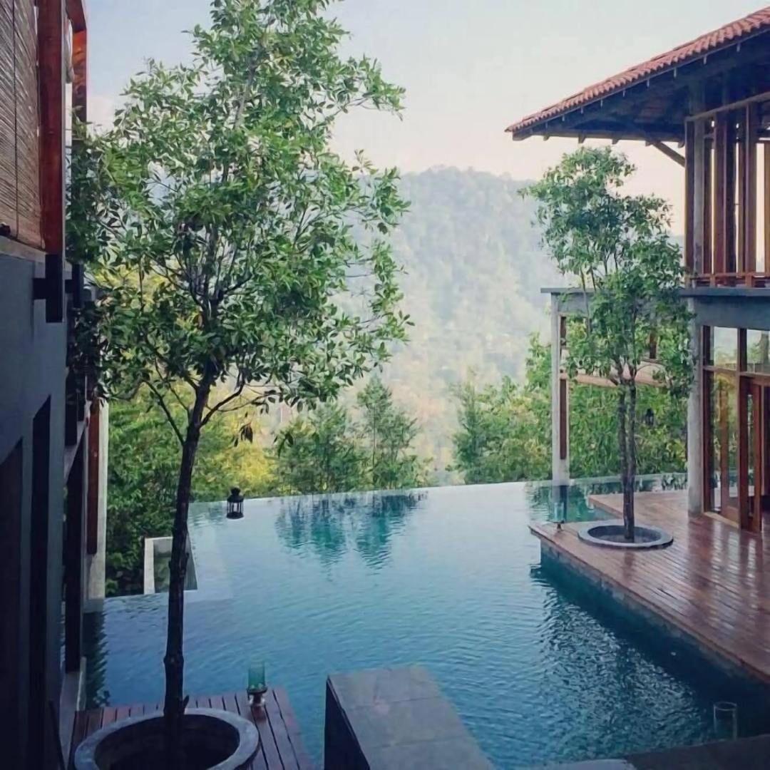 The Shorea