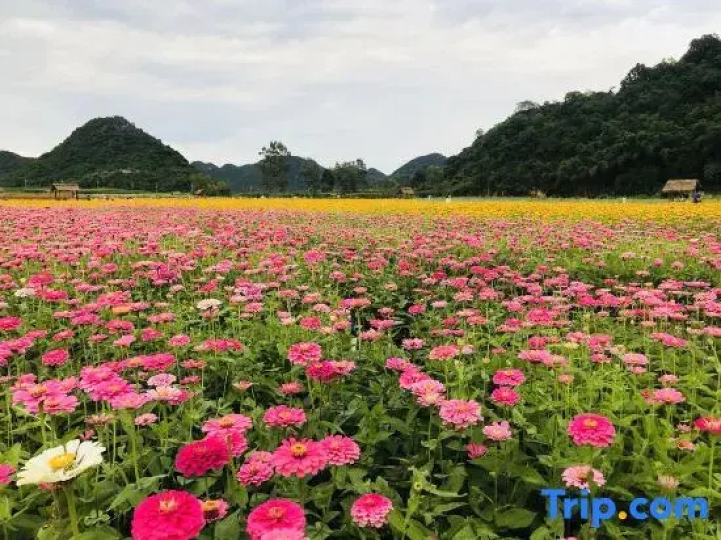 Tung lei small courtyard home