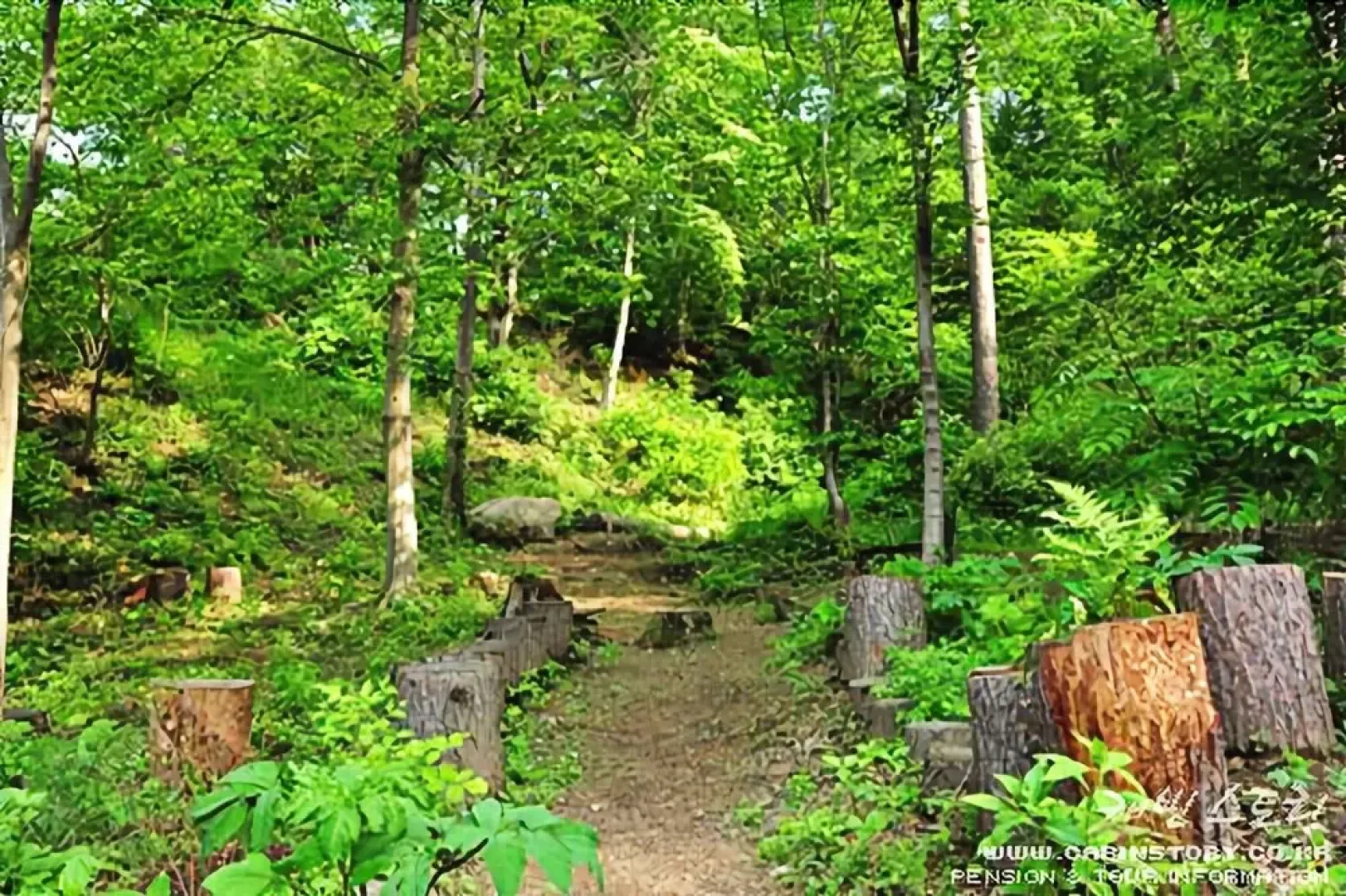 Yangpyeong lime orange