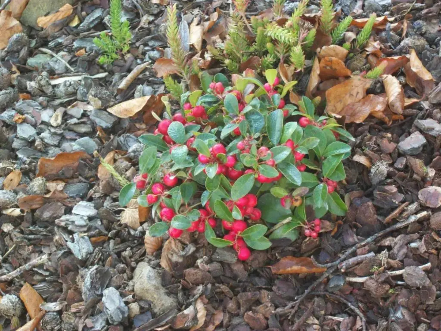 FILD - Holiday Apartment