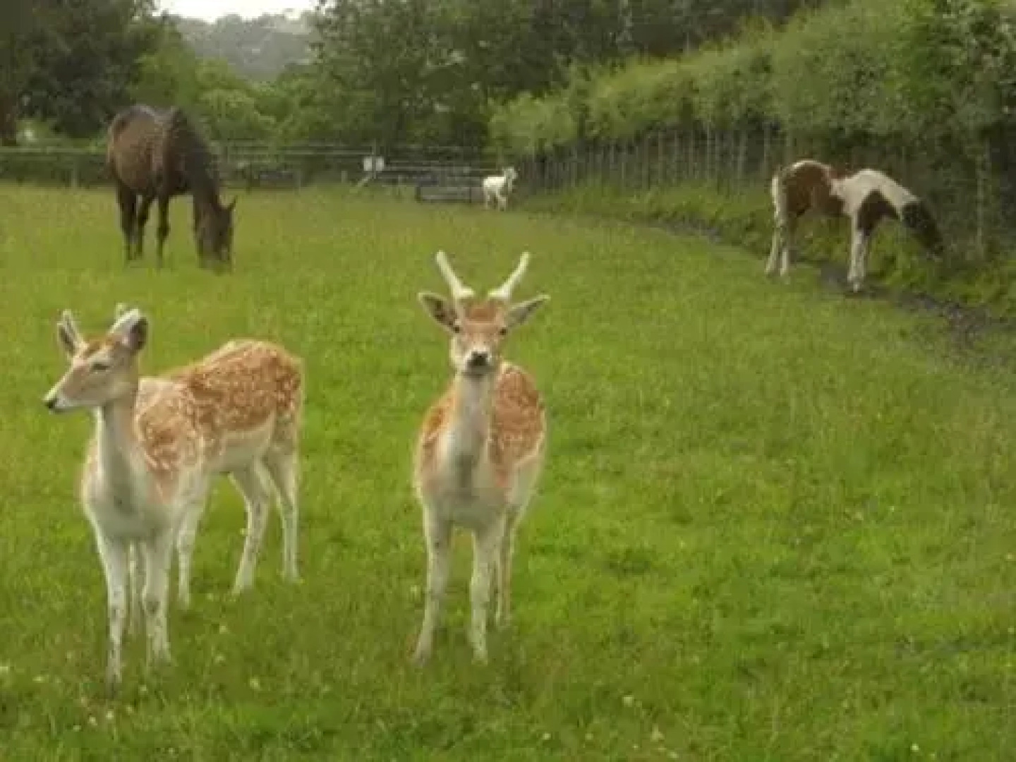 Rose Cottage Bed & Breakfast